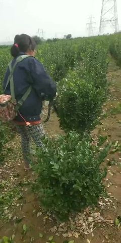 花卉种植与礼品花卉销售 园艺产业的商机与挑战