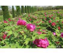 牡丹小苗热销进行时 打造庭院春色，传递佳节深情