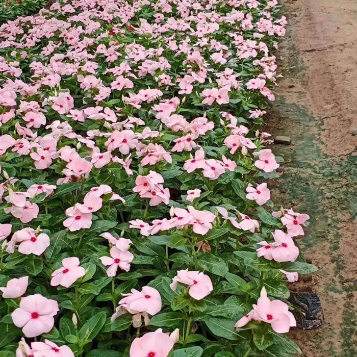 礼品花卉销售 解读自然之美，传递情感温度