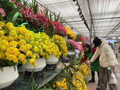 新春时节，成都花卉消费“春暖花开”，礼品花卉销售火爆